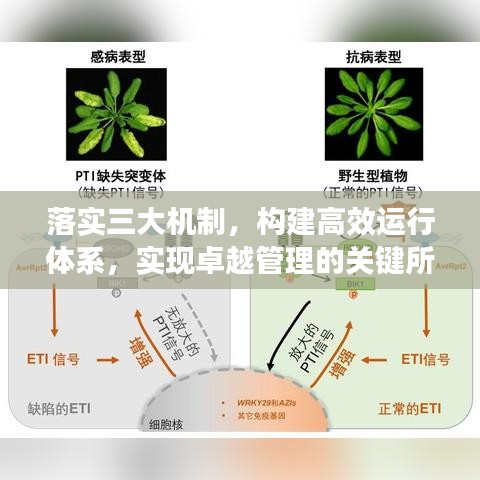 落实三大机制,构建高效运行体系,实现卓越管理的关键所在