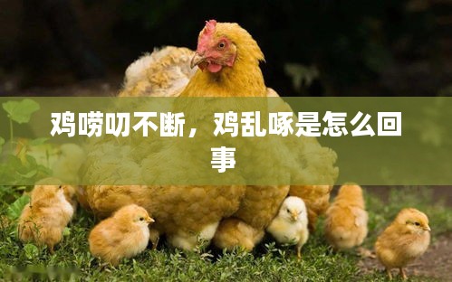鸡唠叨不断,鸡乱啄是怎么回事