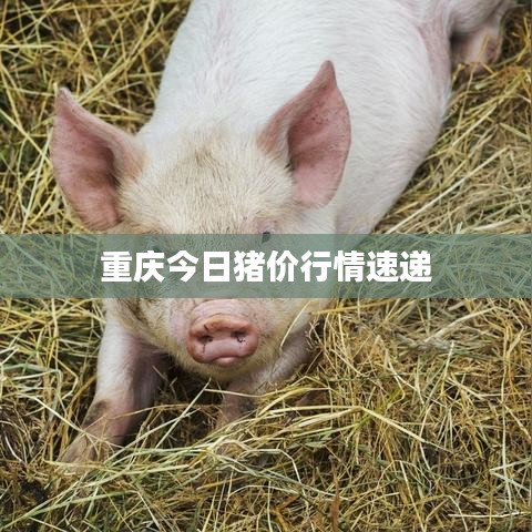 重庆今日猪价行情速递