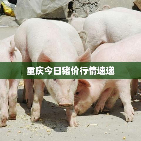 重庆今日猪价行情速递