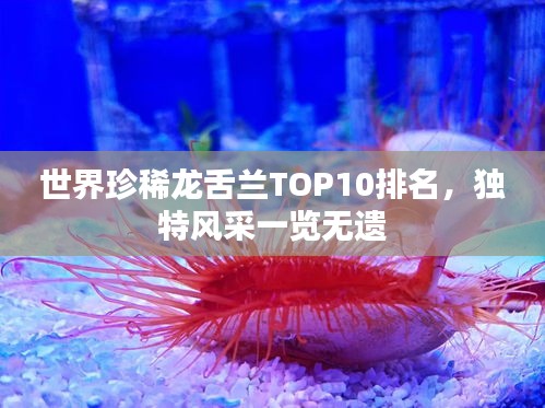 世界珍稀龙舌兰TOP10排名，独特风采一览无遗