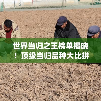 世界当归之王榜单揭晓！顶级当归品种大比拼