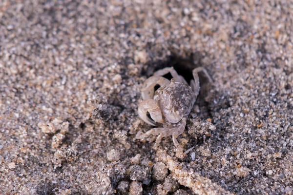 沙蟹单机版及桌面宠物官方下载,新手友好操作指南与可靠性方案操作入门版_v8.760